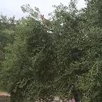 The Corfu *
